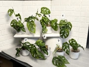 Монстера Адансони (белый вар., ушла в зелень)