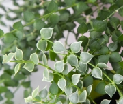 Дисхидия Рускусолистная вариегатная (Dischidia ruscifolia Var)