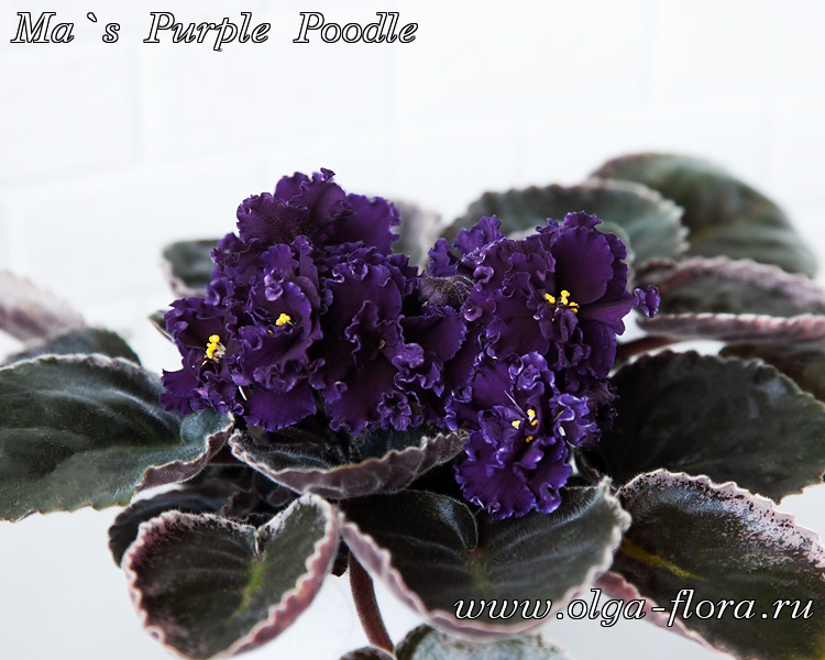 Ma`s Purple Poodle (O. Robinson)  1aa2omwr38nbrgqbj5rx4x5cv1ixihgi