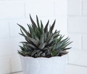 Haworthia fasciata