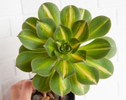 Aeonium Lemon Lime