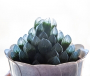 Haworthia Cooperi