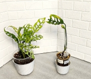 Монстера Обликва Перу