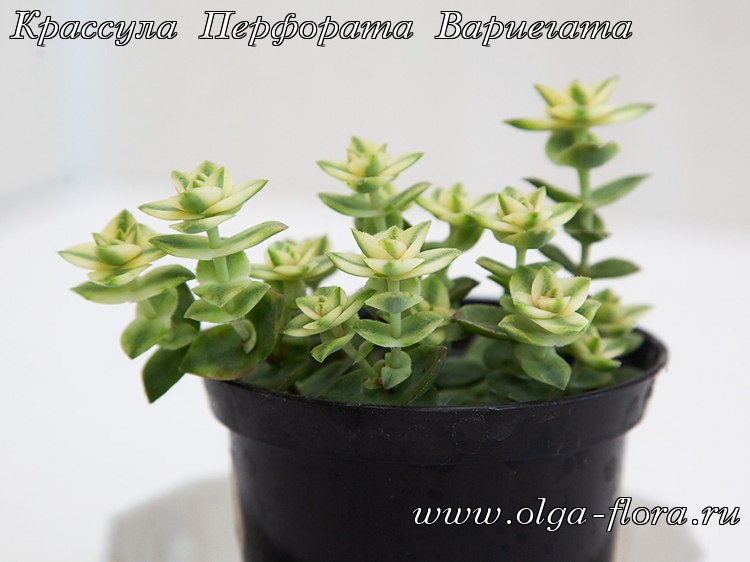 Крассула Перфората Вариегата (Crassula Perforata variegata) 2dmqxvwff1zsdvteksabtpvublpf2013