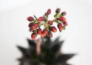 Echeveria affinis Black Knight