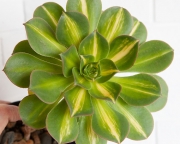 Aeonium Lemon Lime