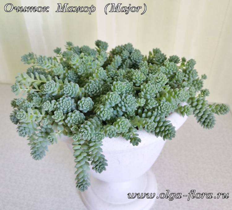 Очиток Мажор (Major) (Sedum Dasyphyllum)  - Страница 2 2wktnr7trj0mc5qq90b6i83i0ze8vyux