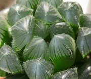 Haworthia Cooperi