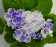 ЛЕ – Море Счастья