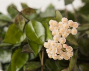 Хойя Лакуноза ( Hoya Lacunosa )