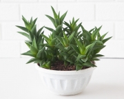 Haworthia Tortuosa