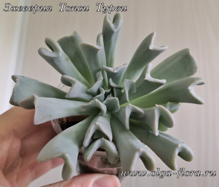 Эхеверия Топси Турви (Echeveria 'Topsy-Turvy')  46qdmzv3ckmtkkyohzke41ijej0qjsdm