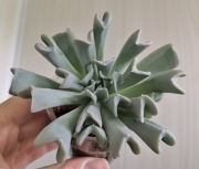 Echeveria Topsy-Turvy