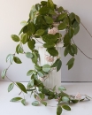 Хойя Карноза ( Hoya Carnosa )