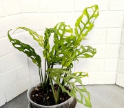 Монстера Обликва Перу