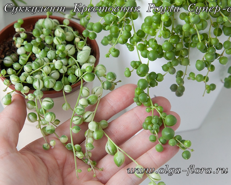 Крестовник Роули Супер-вариегатный (Senecio roulianus super-var)  4yj7e663czxvbhfsqdhb6xceld50nqeq