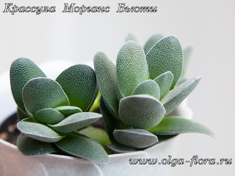 Крассула Морганс Бьюти (Crassula CV.'Morgan's Beauty) 5zqbmkqoaxdtheotsfbevfn5z7motepy