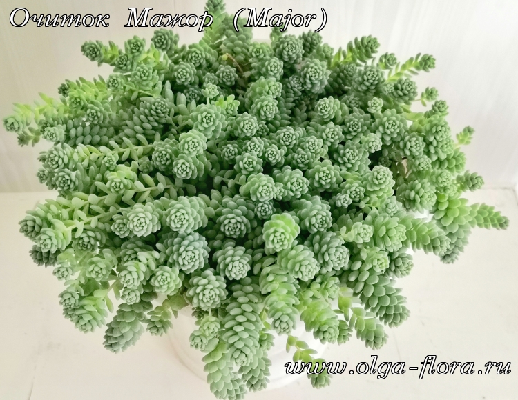 Очиток Мажор (Major) (Sedum Dasyphyllum)  - Страница 2 63z90taep06dnkbdbn408xx4vbruypj5