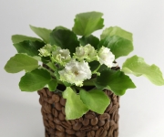 Lil Glimpse O’Spring