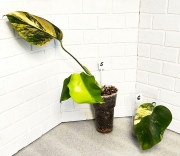 Монстера Желтая Триколор