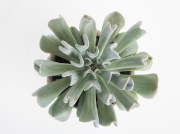 Echeveria Topsy-Turvy