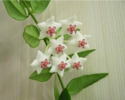 Хойя Белла ( Hoya lanceolata ssp. bella )
