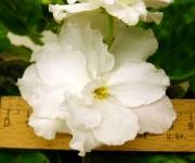 Rhapsody in White