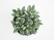 Pachyphytum Compactum