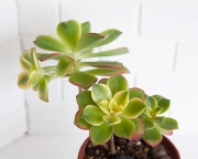 Aeonium Kiwi