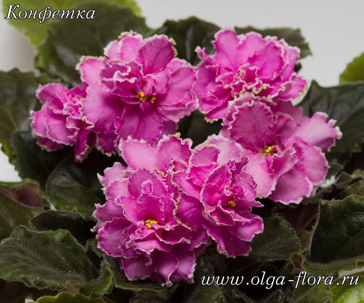 Конфетка (Макуни) - Страница 3 7p04dnumqjkgoaeyqjdpbgy7vk092a99