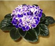 Rhapsody Cora