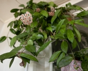 Хойя Карноза ( Hoya Carnosa )