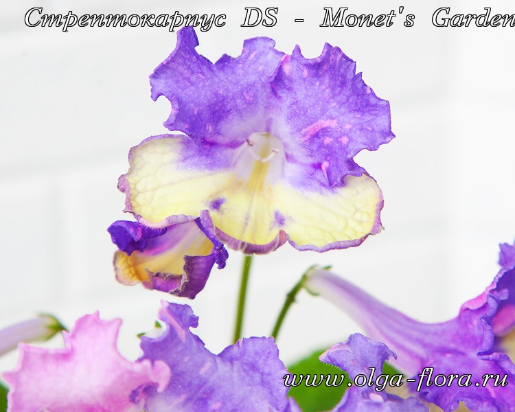 Стрептокарпус DS - Monet's Garden (Диметрис)  8vnje01rjz0qqh2qbh4039ht6ao2mvwt