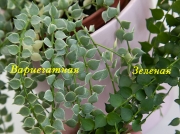 Дисхидия Рускусолистная вариегатная (Dischidia ruscifolia Var)