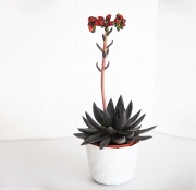 Echeveria affinis Black Knight