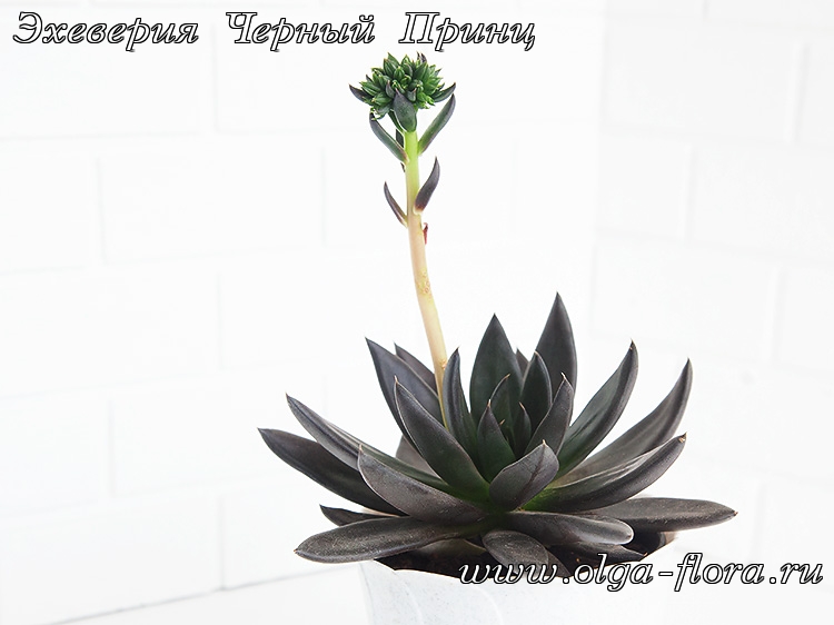 Эхеверия Черный Принц (Echeveria Black Prince) A0sbnmuc3okk5mo8l8pgag3eenuvxn79