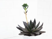 Echeveria affinis Black Knight