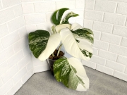 Монстера Альба