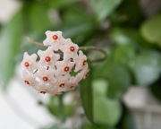 Хойя Карноза ( Hoya Carnosa )