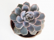 Echeveria Orion