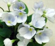 Chantaspring (голубой)