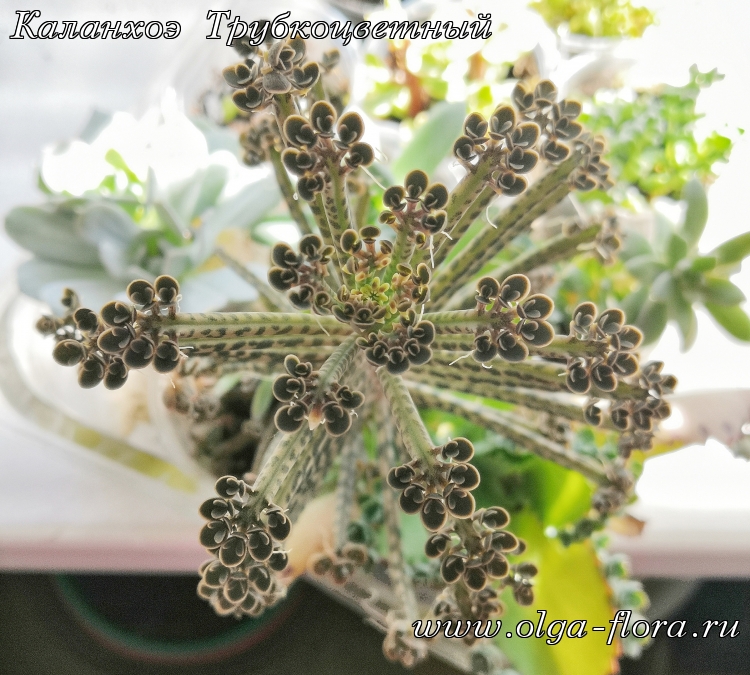 Каланхоэ Трубкоцветный (Kalanchoe Tubiflora) - Страница 2 Aia1i00qvcr3m9rvyq35898bkgdl849i