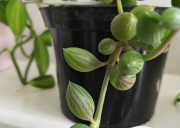 Senecio Herrianus Watermelon