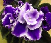 Rhapsody Cora