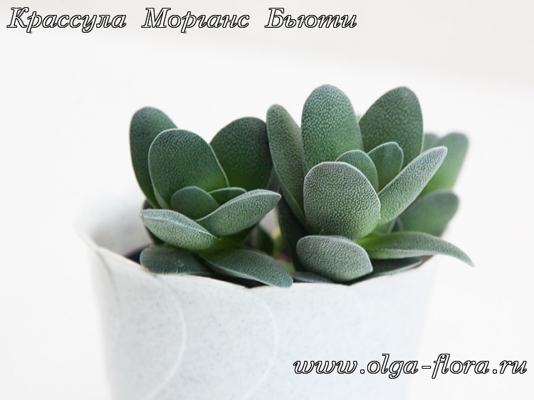 Крассула Морганс Бьюти (Crassula CV.'Morgan's Beauty) Bh8q7ntf2p7pjj1ucerhlf599jiions1