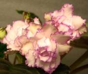 Fredette’s Sweet Jenny