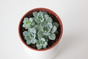 Echeveria Desmetiana