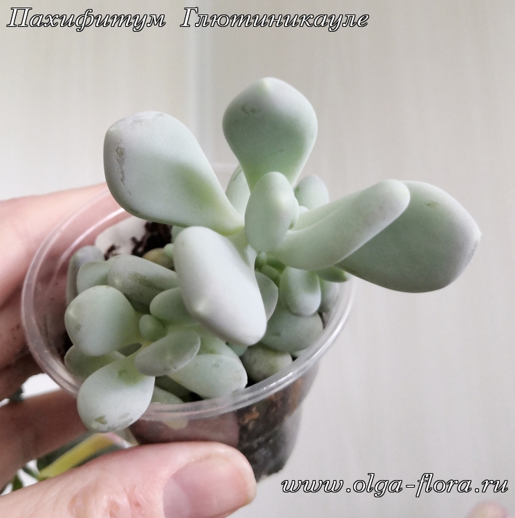 Пахифитум Глютиникауле (Pachyphytum glutinicaule) Cjc30e14e45wx334bhulal17u78cpz13