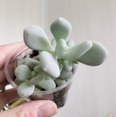 Pachyphytum Glutinicaule