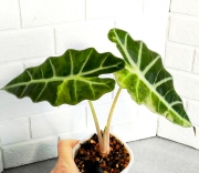 Алоказия Амазоника Еллоу Сплеш